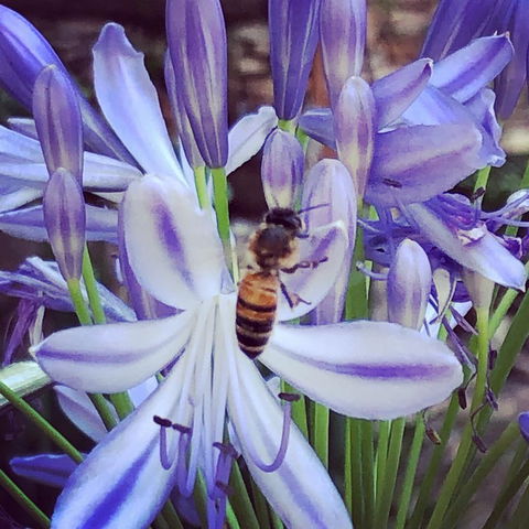 Aldgate Creek Cottage Bed And Breakfast - Accommodation Georgetown 20