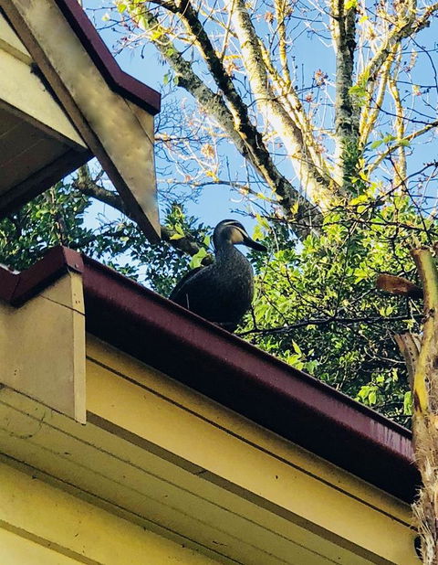 Aldgate Creek Cottage Bed And Breakfast - Accommodation Georgetown 26