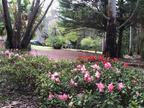Forest Lodge Resort - Accommodation Georgetown 12