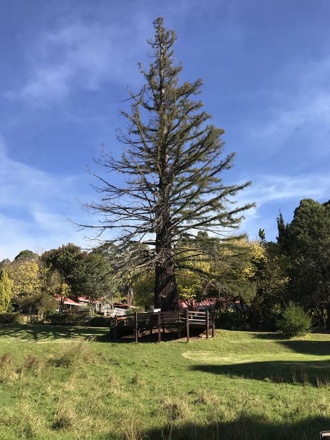 Forest Lodge Resort - Accommodation Georgetown 38