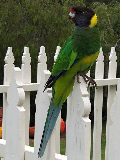 Riverview Tourist Park - Accommodation Georgetown 20
