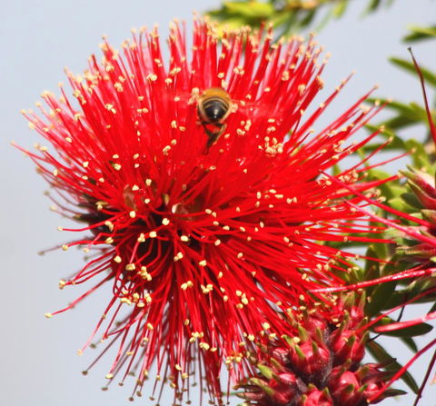 Riverview Tourist Park - Accommodation Georgetown 36