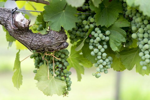 Thistle Hill Guesthouse - Walk To Many Wineries And Restaurants - Accommodation Georgetown 44