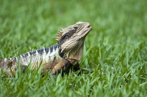 Flynns Beach Resort - Accommodation Georgetown 14