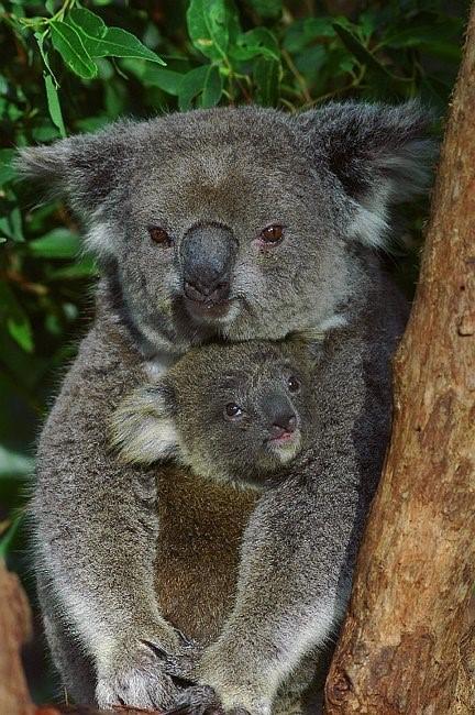 Flynns Beach Resort - Accommodation Georgetown 11