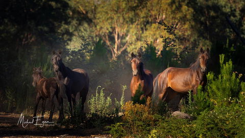 Pound Creek Gallery - Accommodation Georgetown 18