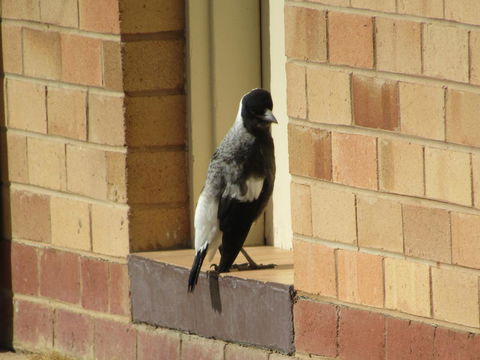 Allonville Gardens Motel - Accommodation Georgetown 34