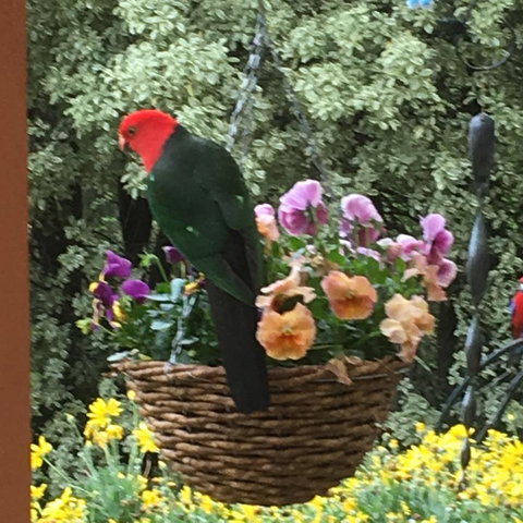 The Best Exotic Magnolia Cottage - Accommodation Georgetown 32