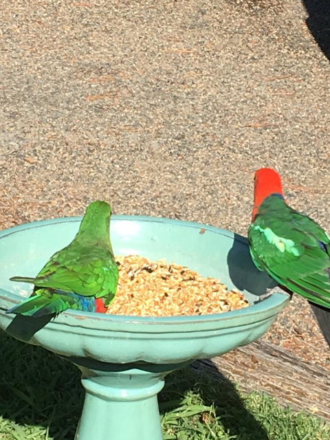 The Best Exotic Magnolia Cottage - Accommodation Georgetown 12