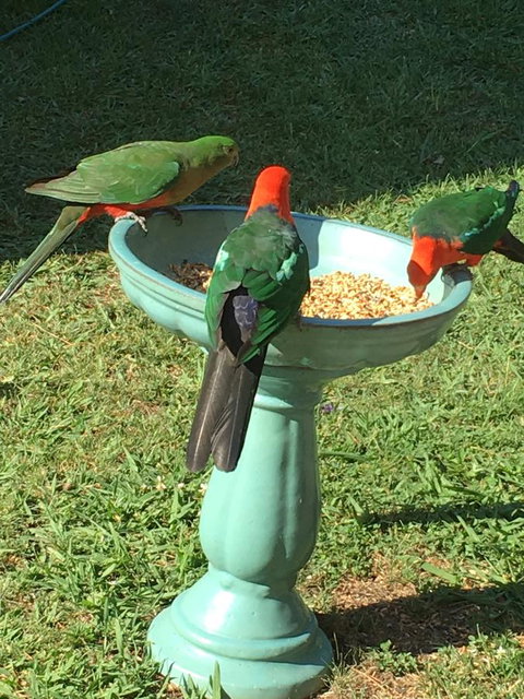 The Best Exotic Magnolia Cottage - Accommodation Georgetown 10