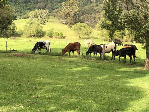 Arcadia - The Barn Cottage & Rosehill Cottage - Accommodation Georgetown 26
