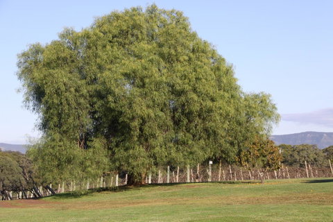 Adina Vineyard - Accommodation Georgetown 17