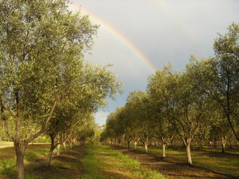 Adina Vineyard - Accommodation Georgetown 19