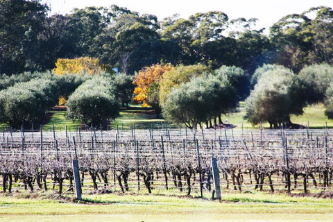 Adina Vineyard - Accommodation Georgetown 15