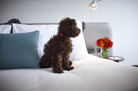 Hotel Indigo Sydney Potts Point, An IHG Hotel - Accommodation Georgetown 28
