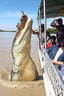 Kakadu @ The Kube (Darwin City) - Accommodation Georgetown 3