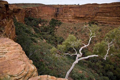 Kings Creek Station - Accommodation Georgetown 15