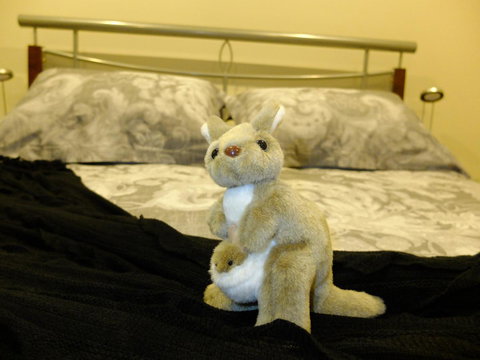 Rock Wallaby - Accommodation Georgetown 17