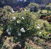 Carisbrook Country Retreat Motel - Accommodation Georgetown