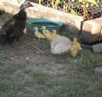 Corella Creek Country Farm Stay - Accommodation Georgetown