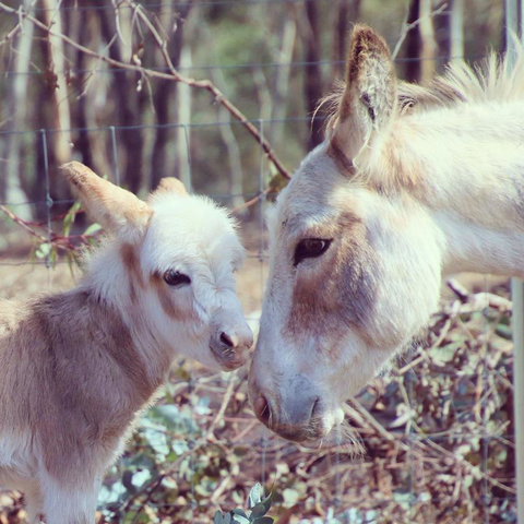 Donkey Tales Farm Cottages - Accommodation Georgetown 3