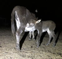 Donkey Tales Farm Cottages - Accommodation Georgetown