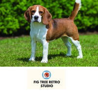 Fig Tree Retro Studio - Accommodation Georgetown