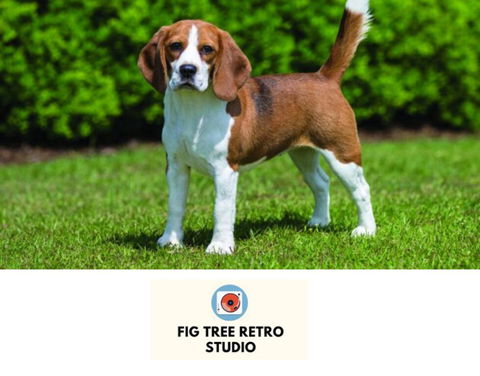 Fig Tree Retro Studio - Accommodation Georgetown 0