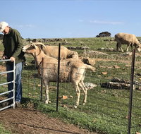 Gilgraves Vineyard Farmstay - Accommodation Georgetown