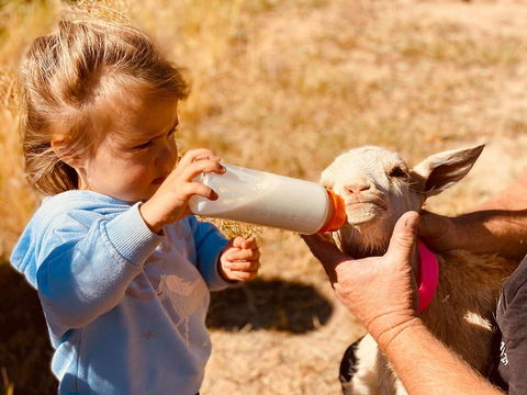 Glenview Alpaca Farm - Accommodation Georgetown 1