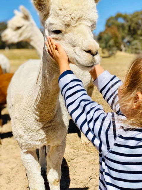 Glenview Alpaca Farm - Accommodation Georgetown 3