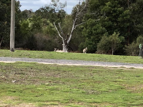 Grampians Old Man Emu Stay - Accommodation Georgetown 3