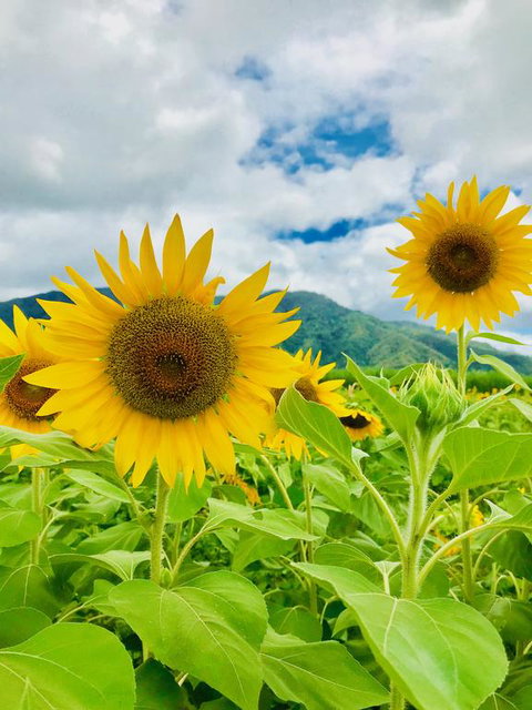 JJs Backpackers Hostel - Accommodation Georgetown 3