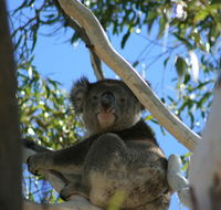 Levi Park Caravan Park - Accommodation Georgetown