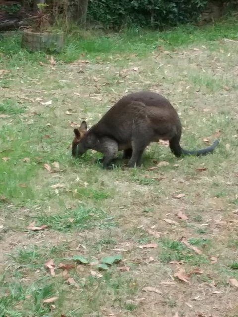 Lyrebird Gully Retreat - Accommodation Georgetown 1