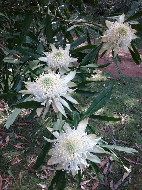 Lyrebird Gully Retreat - Accommodation Georgetown 0