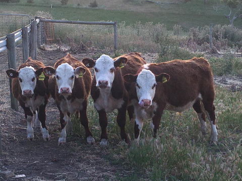Morella Farm - Accommodation Georgetown 2