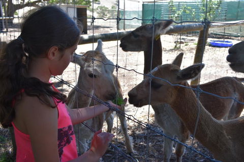 Morella Farm - Accommodation Georgetown 3