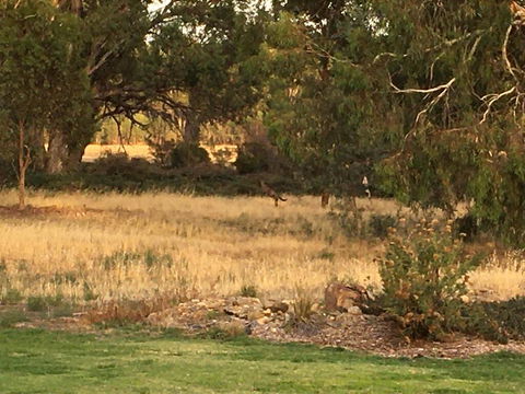 Murrord Wetlands - Accommodation Georgetown 3