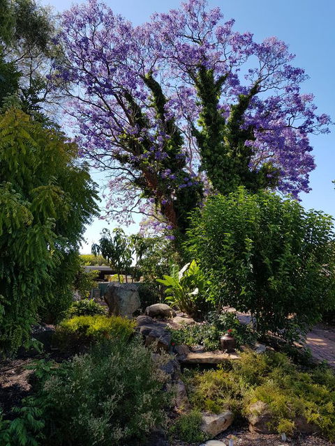 Jacaranda Hideaway Bed & Breakfast - Accommodation Georgetown 10