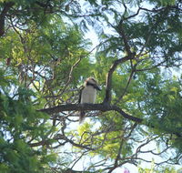 Jacaranda Hideaway Bed  Breakfast - Accommodation Georgetown
