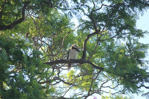 Jacaranda Hideaway Bed & Breakfast - Accommodation Georgetown 0
