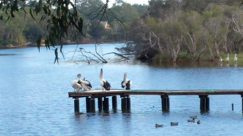Jacaranda Hideaway Bed & Breakfast - Accommodation Georgetown 18