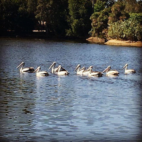 Swan Valley Sisters - Accommodation Georgetown 31