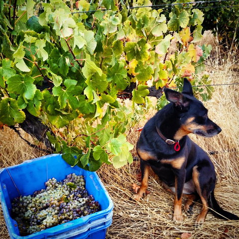 Hotham Ridge Estate - Accommodation Georgetown 33