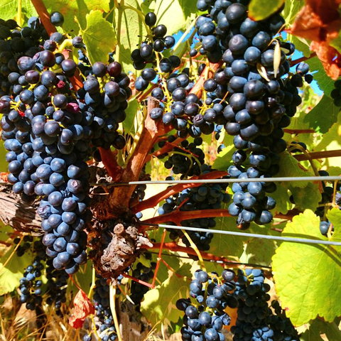 Hotham Ridge Estate - Accommodation Georgetown 32