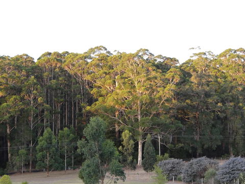 Big Brook Retreat - Accommodation Georgetown 11