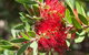 Banksia Tourist Park - thumb 26