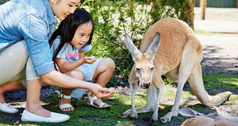 Banksia Tourist Park - Accommodation Georgetown 29