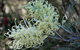 Banksia Tourist Park - thumb 9
